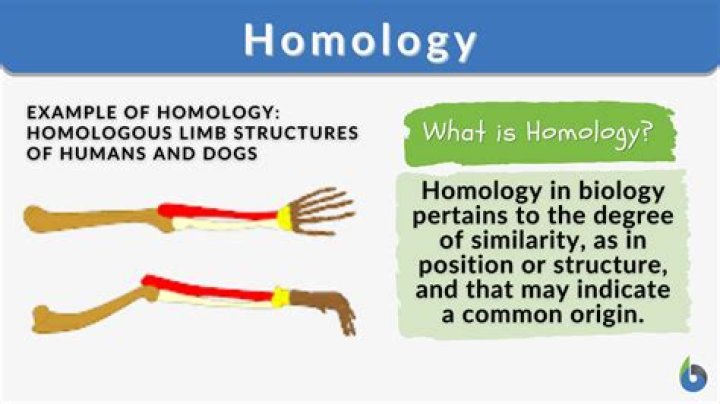 Difference between simplicial and singular homology?
