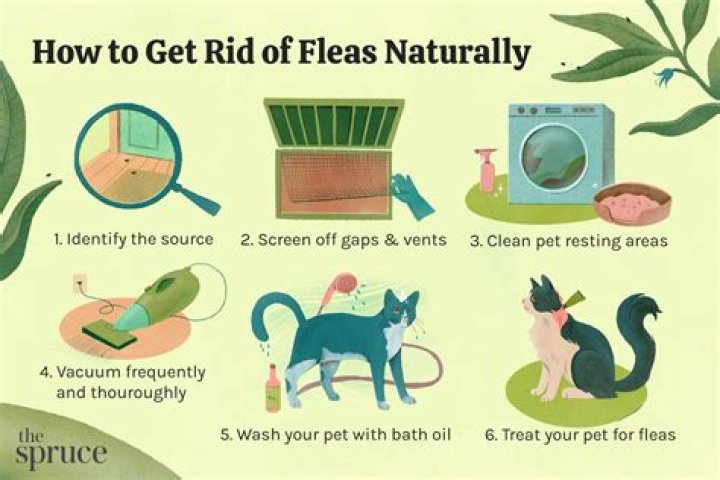 How do I get rid of eggs?