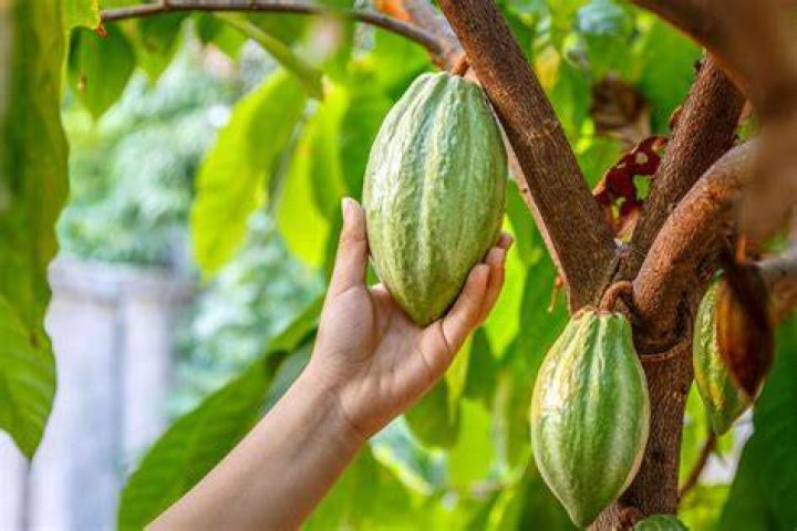 How do I plant cocoa beans?
