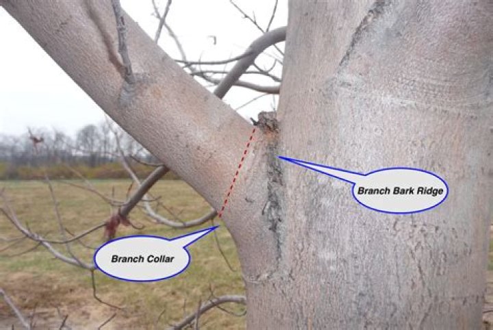 How does a branch cut define a branch?