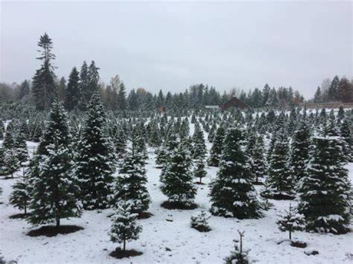tree farm