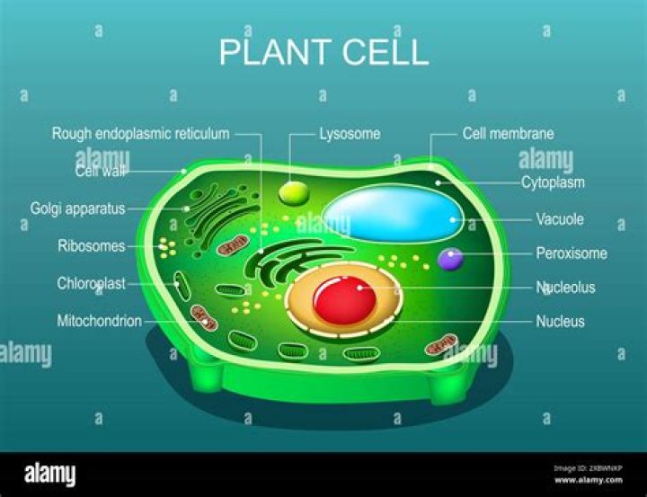 What is a Jordan Cell?