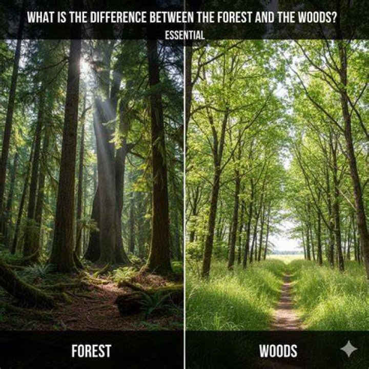 What is the difference between a forest and a spanning forest?