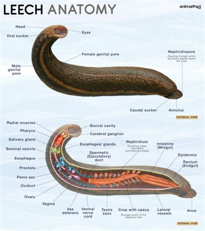Why does the move Leech Seed have so many odd quirks?